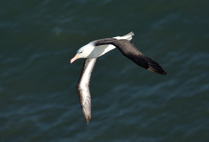 Black-browed Albatross