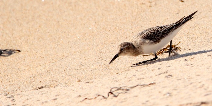 Baird's Sandpiper