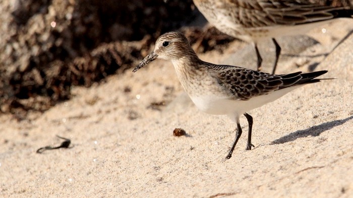 Baird's Sandpiper