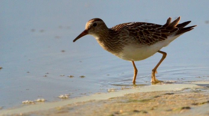 Pectoral Sandpiper