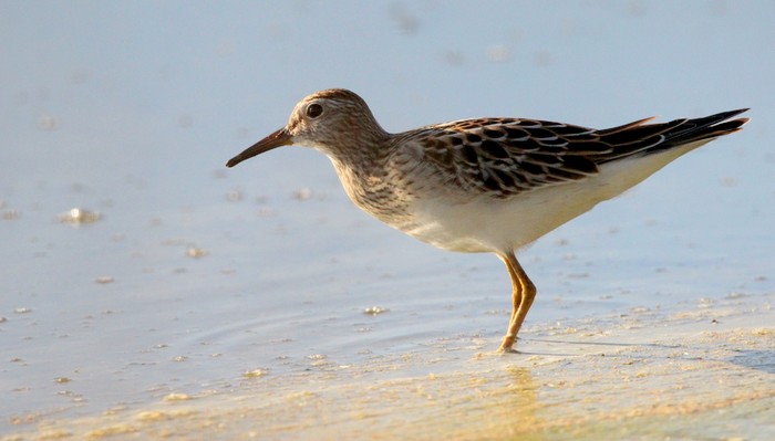 Pectoral Sandpiper