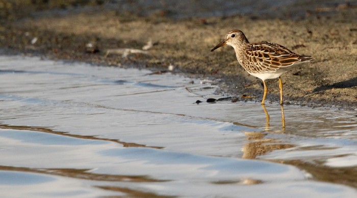 Pectoral Sandpiper