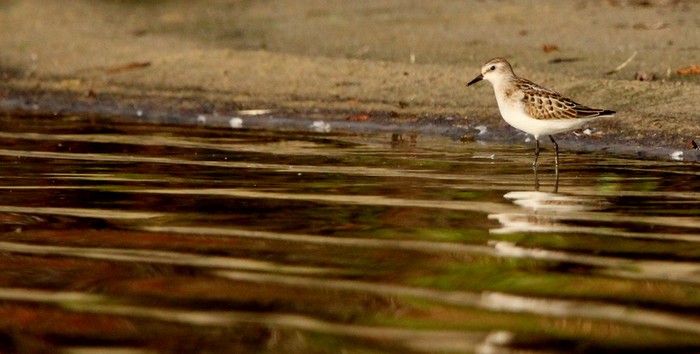 Little Stint