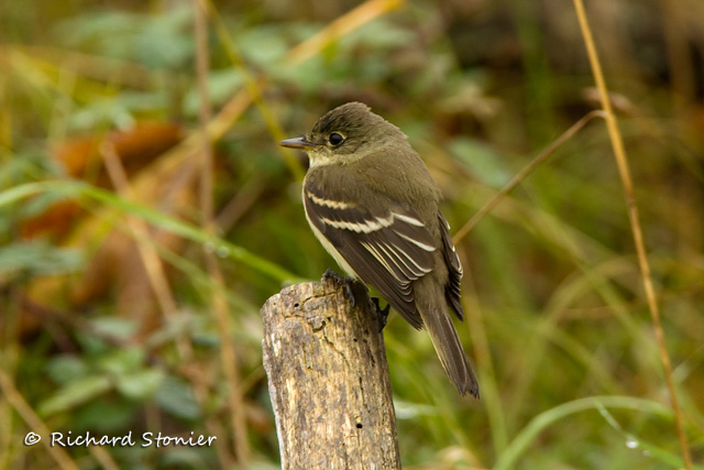 Alder Flycatcher