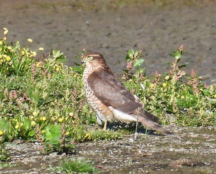 Sparrowhawk