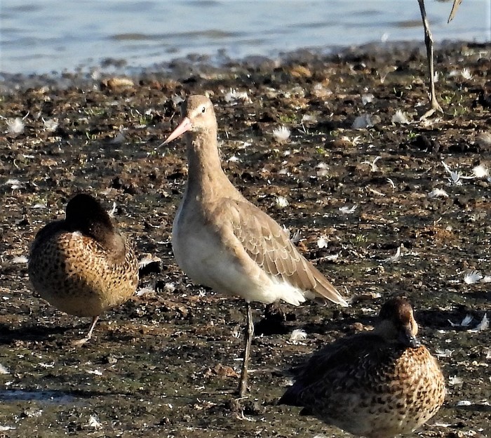 Black-tailed Godwit