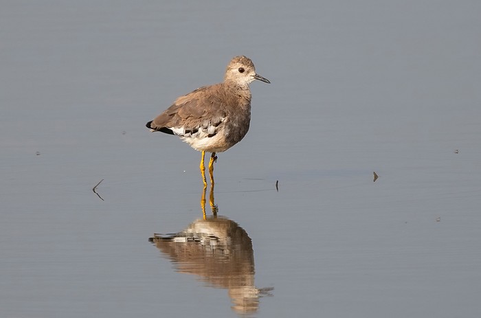 White-tailed Lapwing