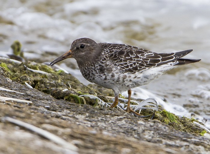 Purple Sandpiper