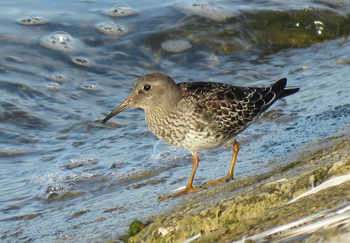 Purple Sandpiper