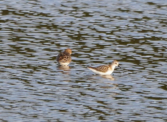 Little Stint