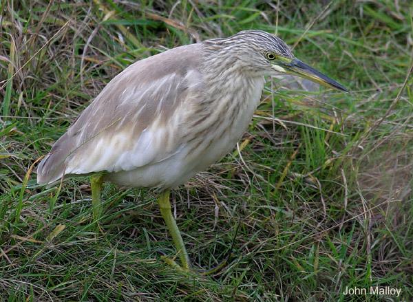 Squacco Heron