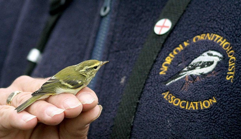 Yellow-browed Warbler