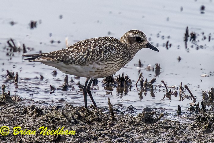 Grey Plover