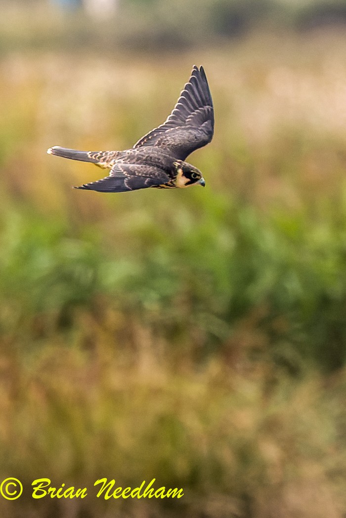 Hobby