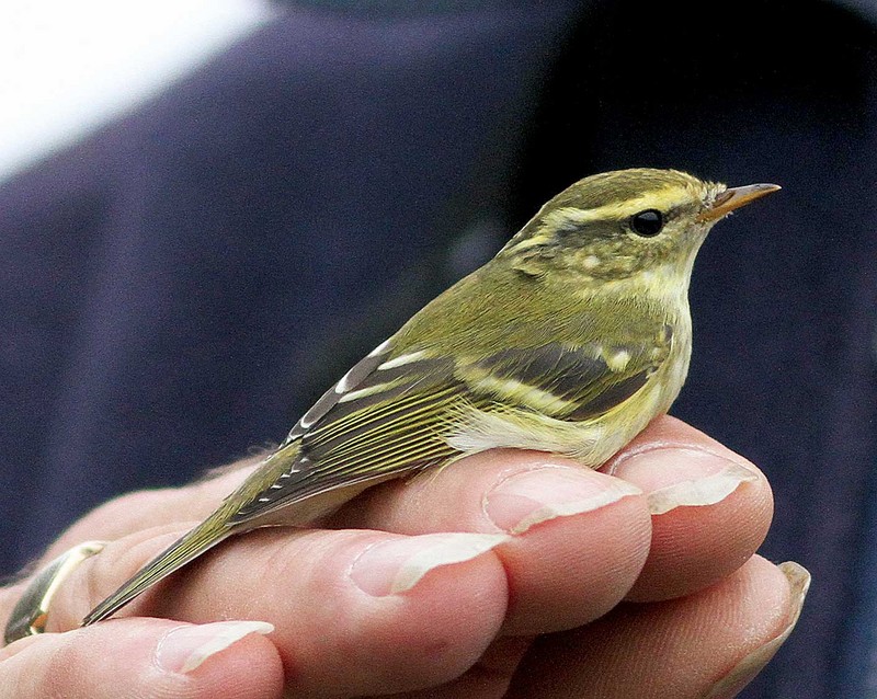 Yellow-browed Warbler