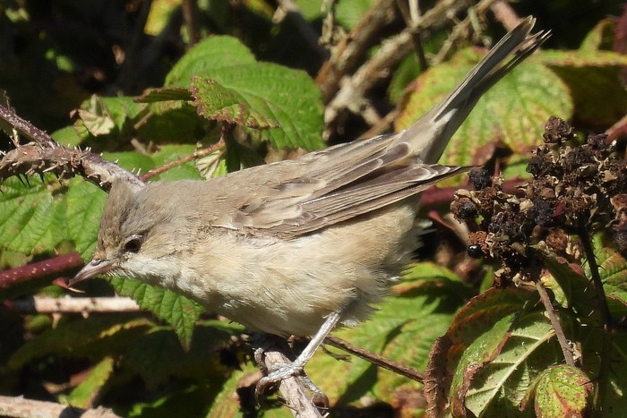 Barred Warbler