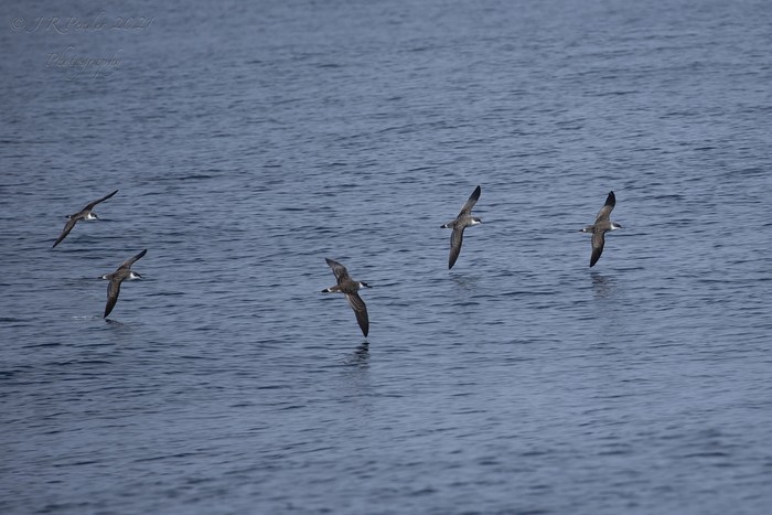 Great Shearwater