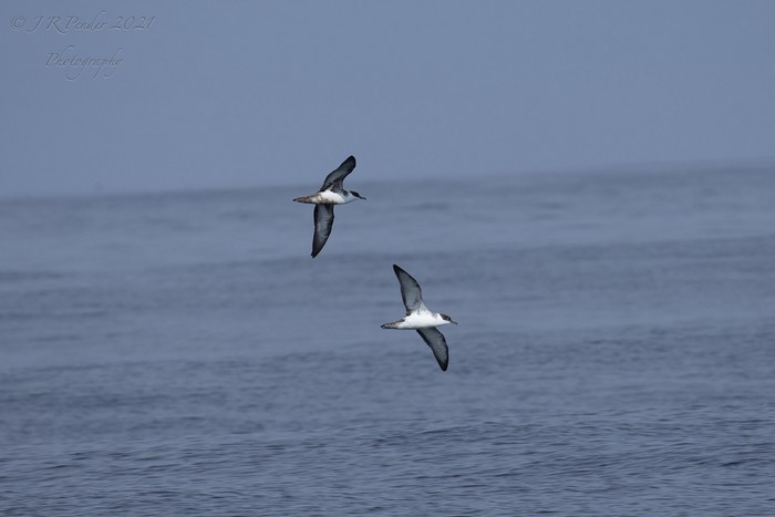 Great Shearwater