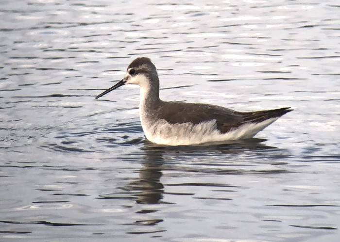 Wilson's Phalarope