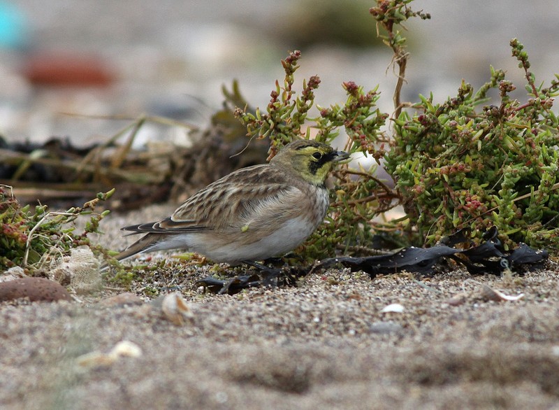 Shorelark