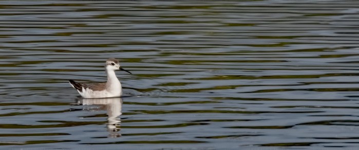 Wilson's Phalarope