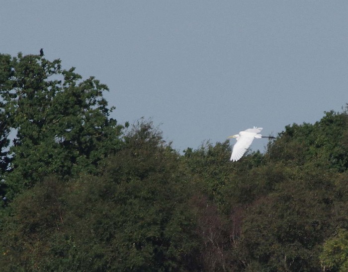 Great White Egret