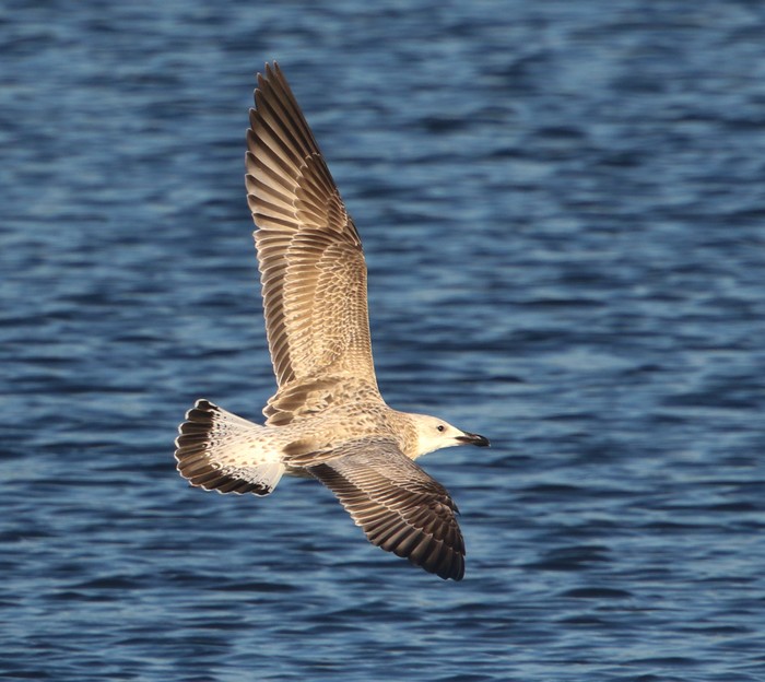 Caspian Gull