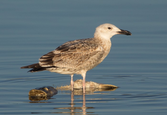 Caspian Gull