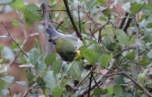 Northern Parula