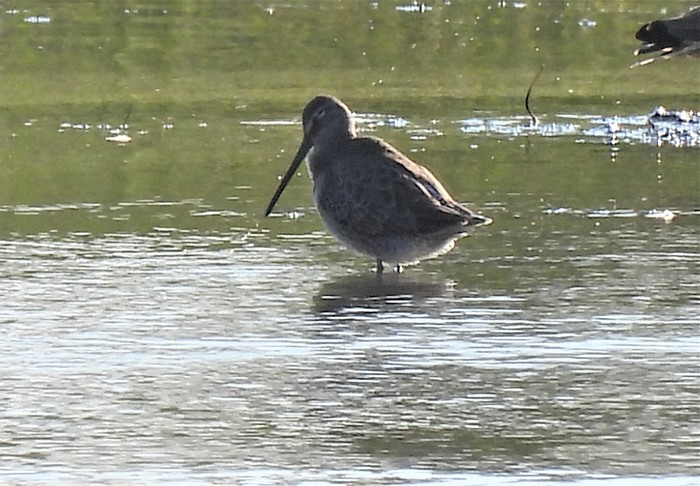 Long-billed Dowitcher