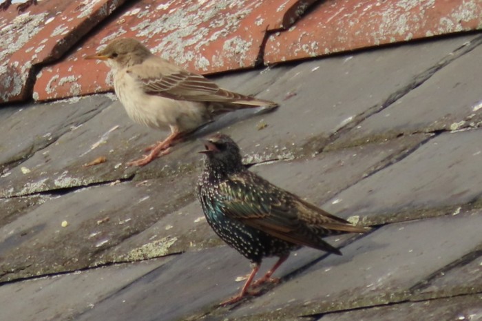 Rose-coloured Starling
