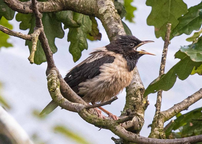 Rose-coloured Starling
