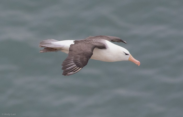 Black-browed Albatross