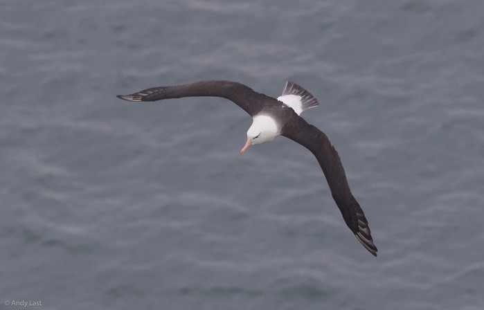 Black-browed Albatross