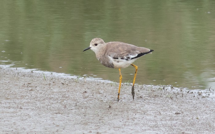 White-tailed Lapwing