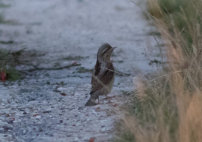Wryneck