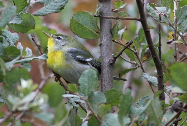 Northern Parula