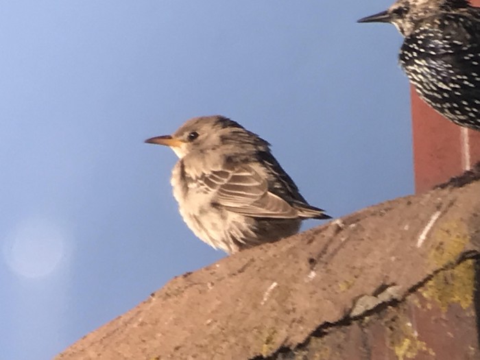 Rose-coloured Starling
