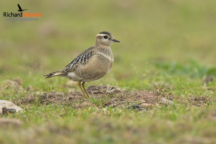 Dotterel