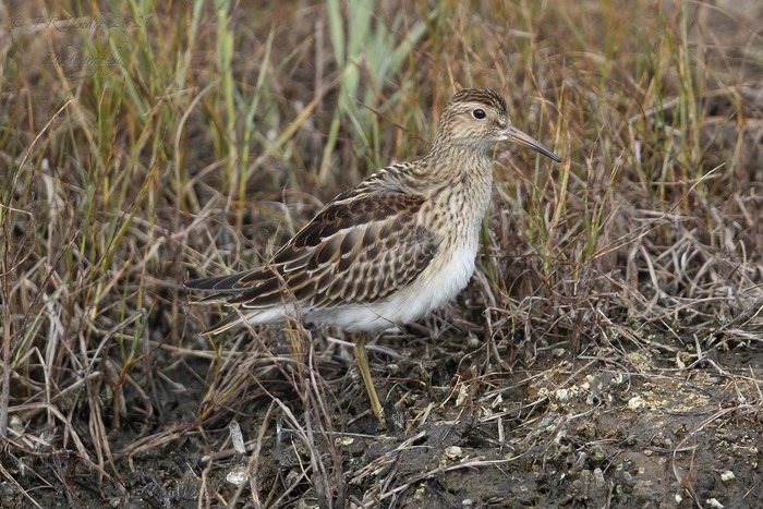 Pectoral Sandpiper