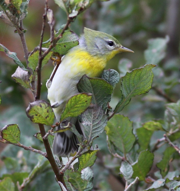 Northern Parula