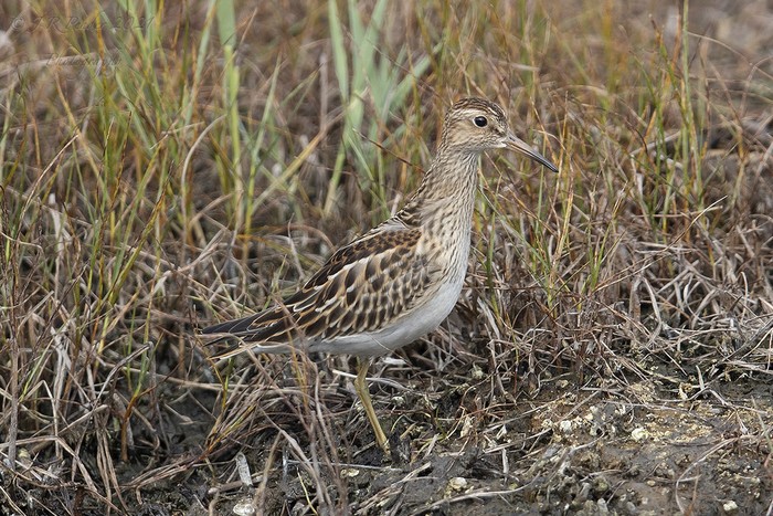 Pectoral Sandpiper