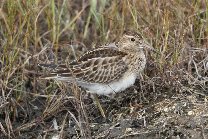 Pectoral Sandpiper