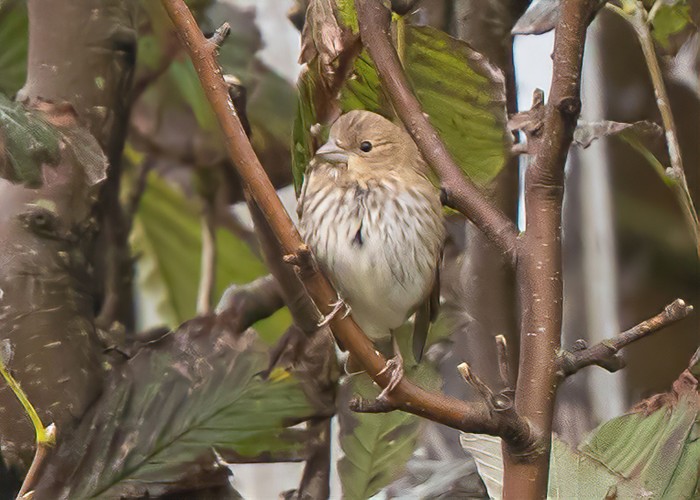 Common Rosefinch