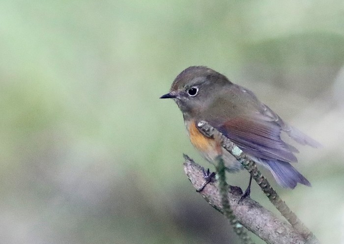 Red-flanked Bluetail