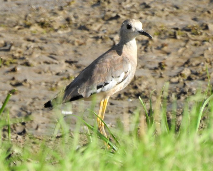 White-tailed Lapwing