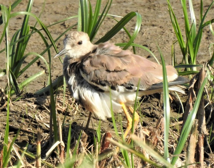 White-tailed Lapwing
