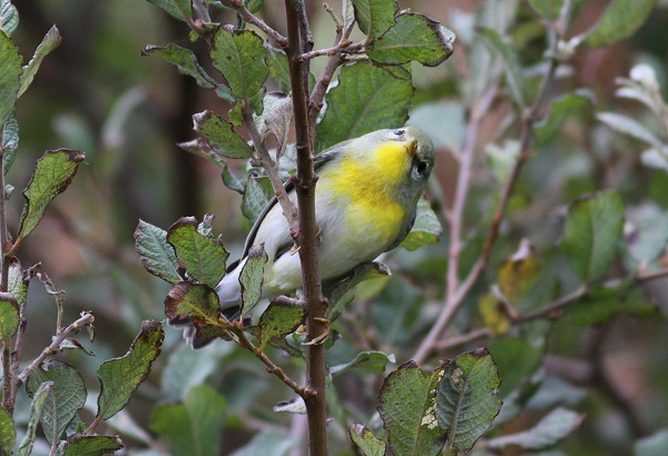 Northern Parula