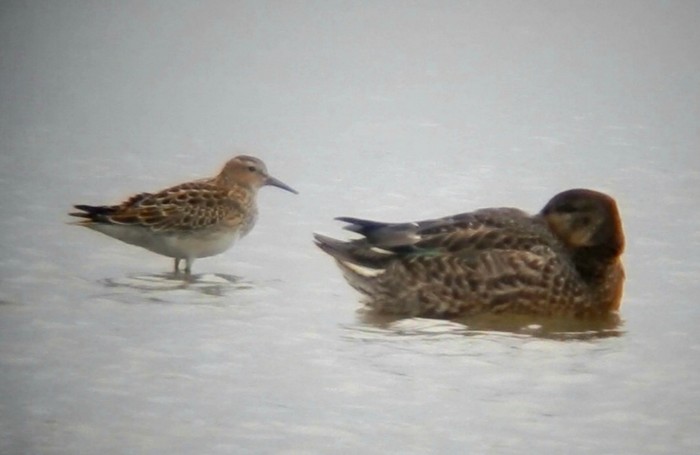 Pectoral Sandpiper