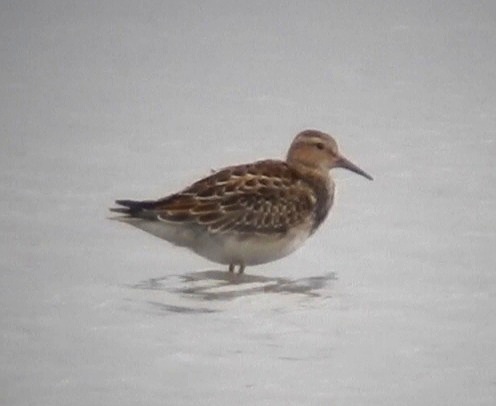 Pectoral Sandpiper
